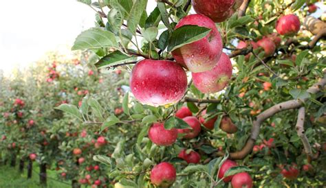 10 Best Orchards for Apple Picking in Texas | Exploring the Garden State