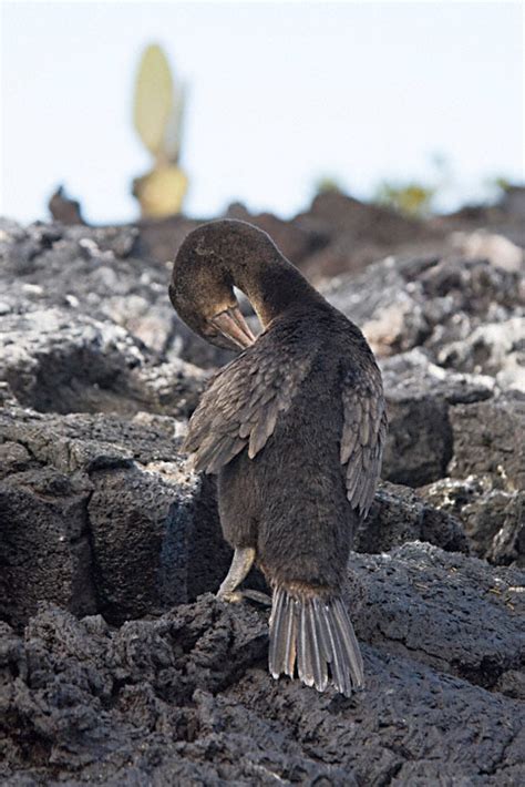 Flightless Cormorant (Phalacrocorax harrisi)