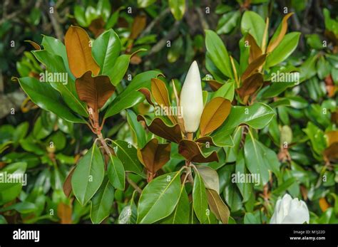 Evergreen magnolia hi-res stock photography and images - Alamy