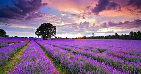 Lavender Field HD Wallpapers - Wallpaper Cave