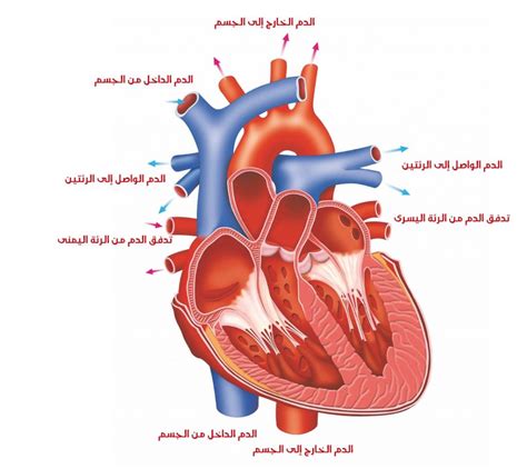 بوسترات علمية جاهزة – المرسال