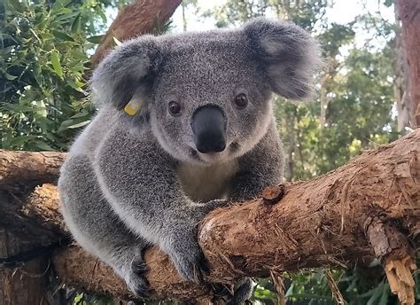 Koala Populations Challenged by Habitat Destruction - WorldAtlas.com