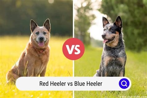 Red Heeler Vs Blue Heeler (Compared With PHOTOS) - Oodle Life