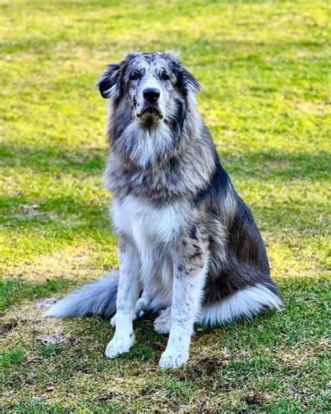 Great Pyrenees Australian Shepherd Mix (Facts & Pictures)