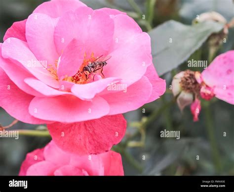 Spring Flowers in Park Stock Photo - Alamy