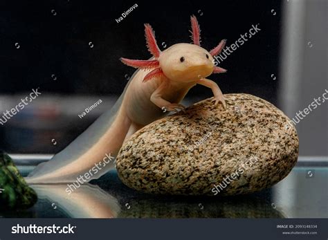 Cute Axolotl Poses On Stone Stock Photo 2093148334 | Shutterstock