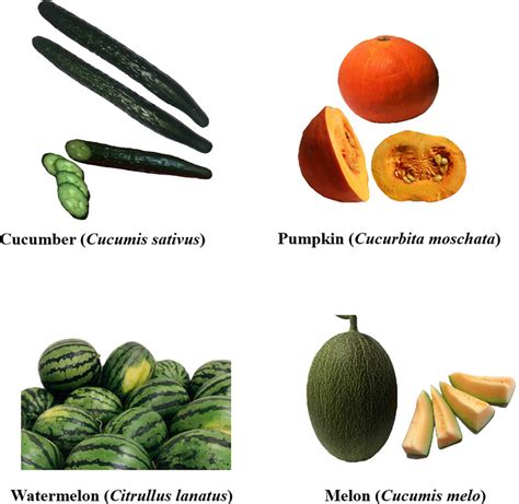 Fruits of four typical common Cucurbitaceae family plants. | Download ...