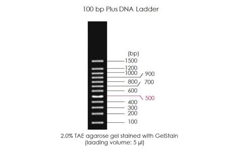 100bp Plus DNA Ladder