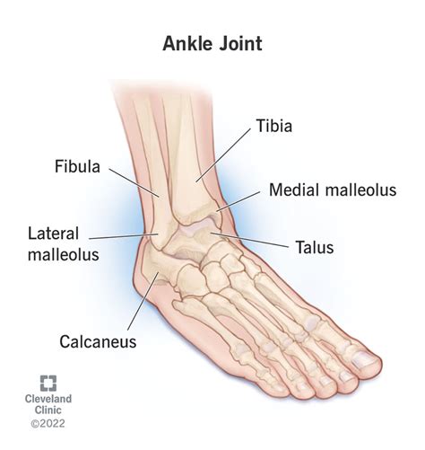 Lateral Ligaments Of The Foot (Diagram W/ Labels) Diagram, 50% OFF