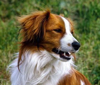 5 Reasons a Kooikerhondje Might Be the Right Dog Breed for You ...