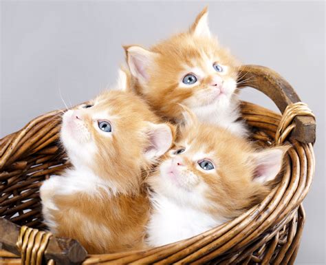 kittens, Kitten, Cat, Cats, Baby, Cute, S Wallpapers HD / Desktop and ...