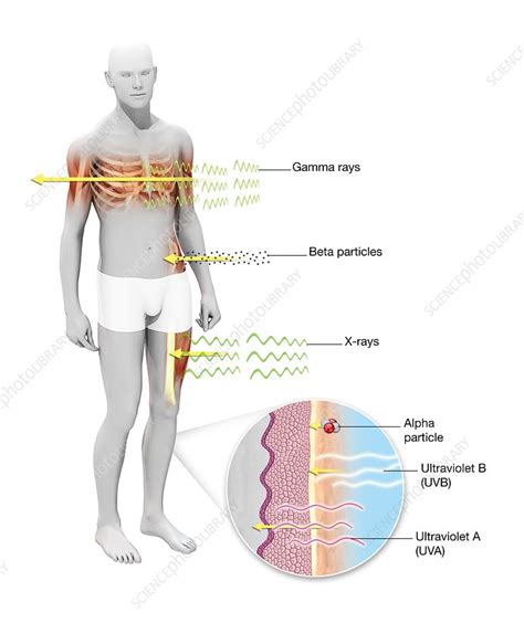 Alpha Beta And Gamma Radiation Effects On Humans - All About Radiation