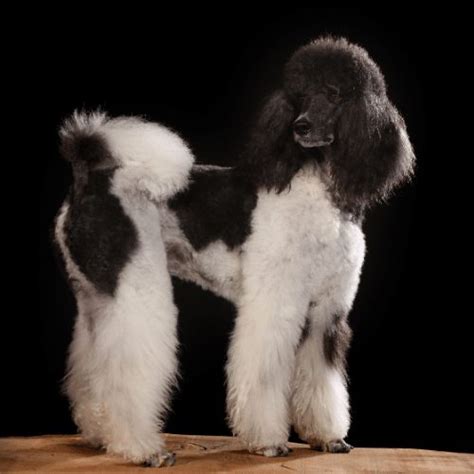 Parti Poodle Puppies Near Me : The Best Poodle Breeders The Best Poodle ...