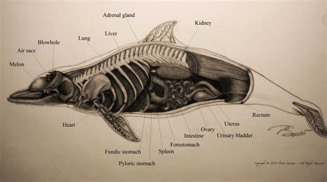 Anatomy – Pietro Saviano