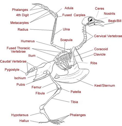 Bird Anatomy - Skeletal Picture Of Birds Anatomy