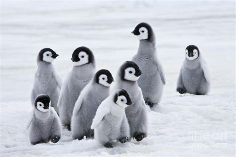 Emperor Penguin Chicks Photograph by Jean-Louis Klein & Marie-Luce ...