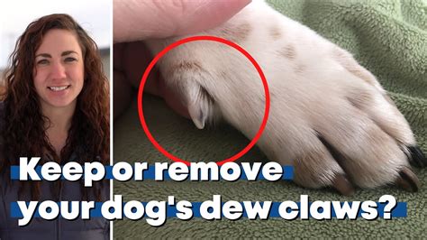 Should I Get My Dogs Dew Claws Removed