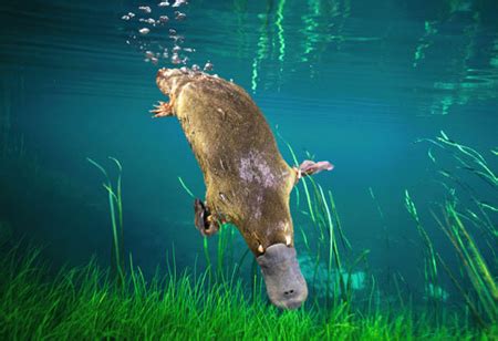 Wonders of the Animal Kingdom: The Duck Billed Platypus