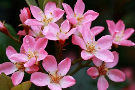 Indian Hawthorn: Plant Care & Growing Guide