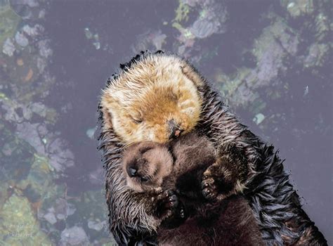 Otter-ly adorable! Baby Sea Otter Falls Asleep On It's Floating Mother ...