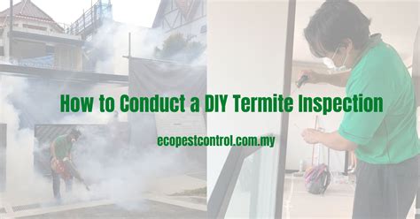 How to Conduct a DIY Termite Inspection - Eco Pest Control