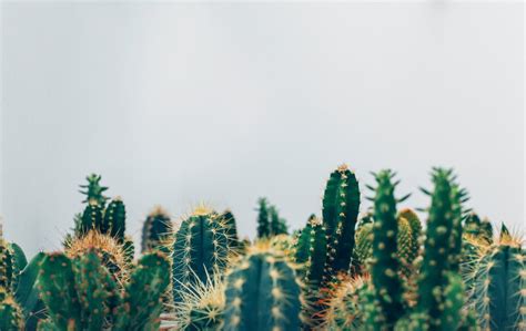 Free Images : tree, cactus, field, leaf, flower, green, botany, cactu ...