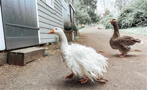 5 Things to Know about Domestic Goose Breeds - Backyard Poultry