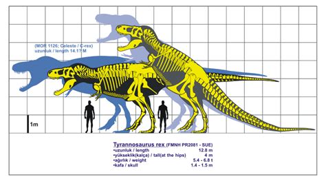 Image - Tyrannosaurus rex-1.svg.png | Dinosaur Wiki | FANDOM powered by ...