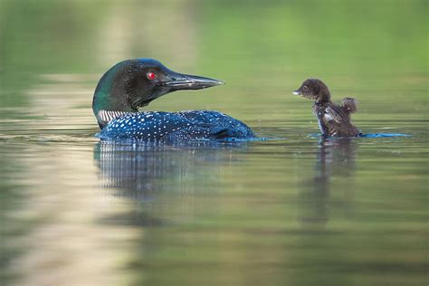 I Wanna Fly Photograph by Nick Kalathas - Fine Art America