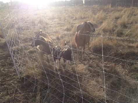 Goat Fencing 101: Got Your Goat? Now You Need a Plan to Keep It ...