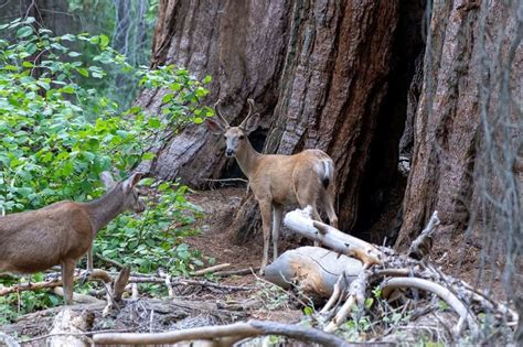 Exploring Sequoia & Kings Canyon National Park