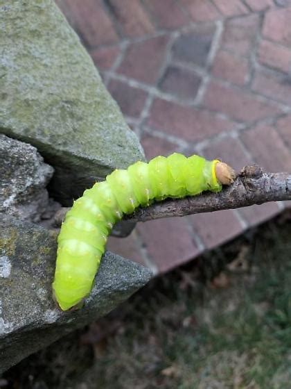 Luna moth caterpillar - F. Saturniidae - Actias luna - Antheraea ...