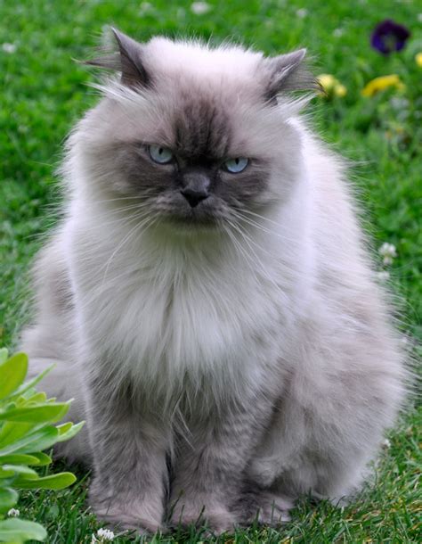 Himalayan Cat Colors - Top 10 Colors from Common to Rare