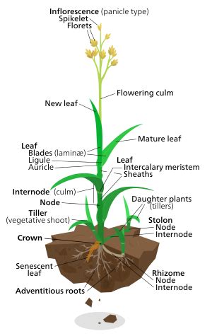 Poaceae - Wikipedia