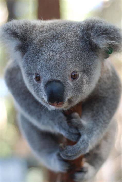 673 best images about Animals Koala on Pinterest | Mothers, A tree and Zoos