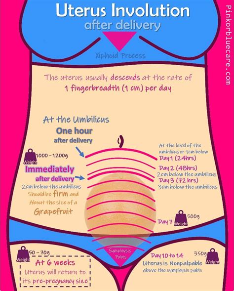 Pink or Blue Care on Instagram: "#Involutionoftheuterus is the process ...