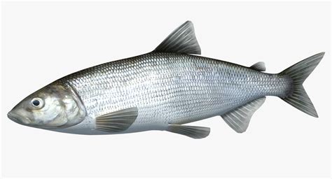 3d model whitefish animation