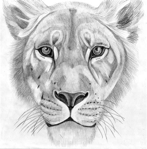 Lioness - Drawing Skill