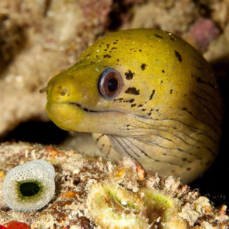 Yellow Head Moray Eel (Gymnothorax fimbriatus) | Moray eel, Marine ...