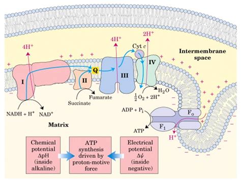 Chemiosmotic coupling hypothesis - Nilesh