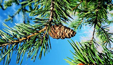 How deep roots may help conifers survive drought - Futurity