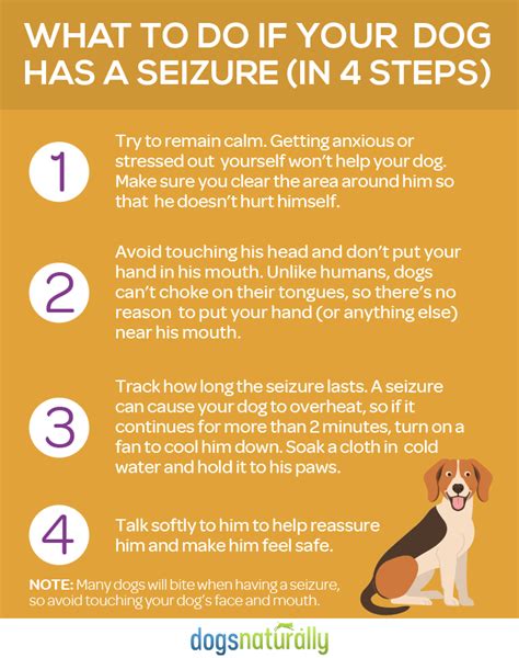 How To Stop Focal Seizures In Dogs