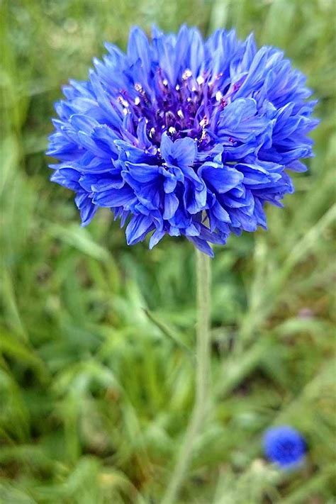 How to Grow Bachelor’s Button (Cornflower) | Gardener’s Path | Bachelor ...