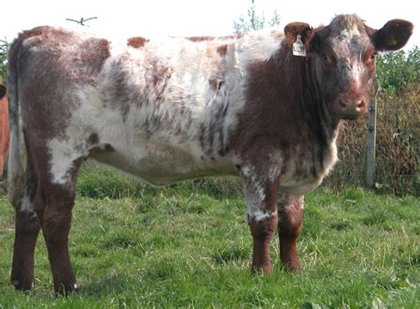 Shorthorn Cattle: Origin, Characteristics, Uses, Photo