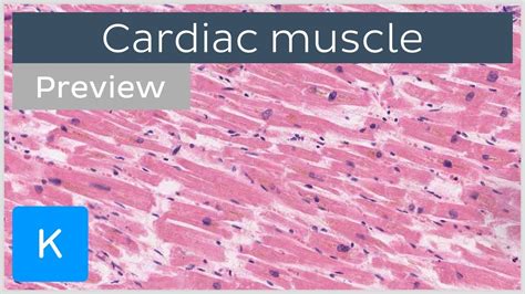 Cardiac Muscle Tissue Labeled, Cardiac Muscle Cells, Serum cardiac ...