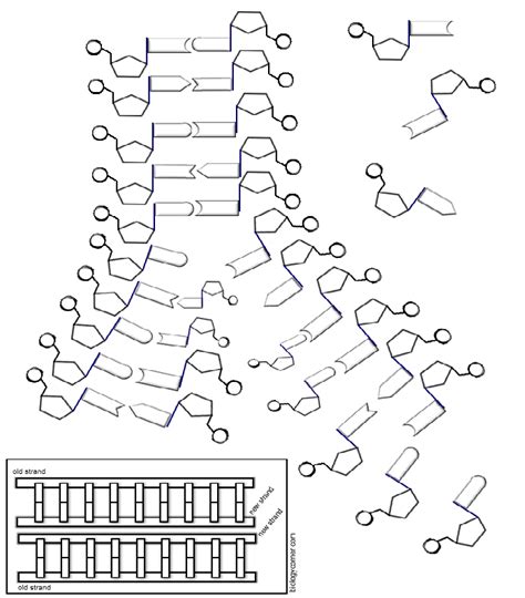 Dna Replication Coloring Worksheet Pdf Answer Key