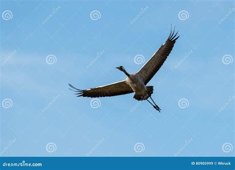 Common crane stock image. Image of spring, eurasian, seasonal - 80905999