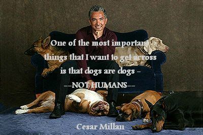 Cesar Millan quotes http://www.cesarsway.com/tips/basics/humanizing ...