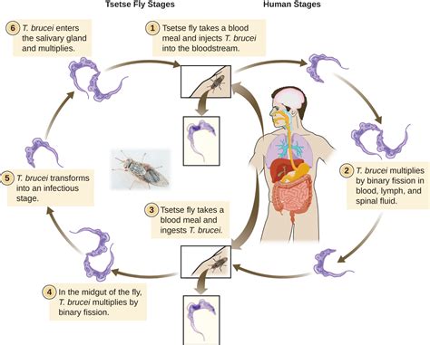 Unicellular Eukaryotic Parasites · Microbiology