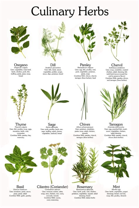 Culinary Herb Poster | emilymygattlee | Foundmyself